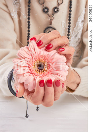 Red manicure and gentle gerbera. Red manicure and gentle gerbera. 34695933