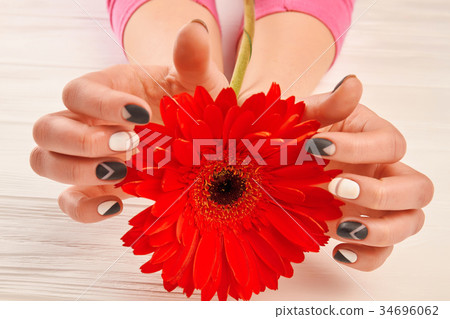 Red gerbera in female manicured hands. Red gerbera in female manicured hands. 34696062