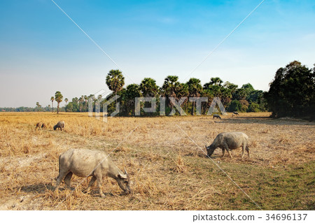 Cows eating grass at the field in Cambodia 34696137