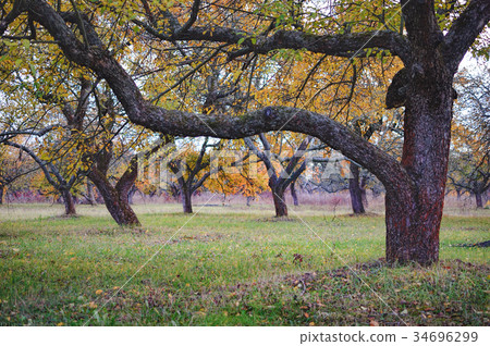 Apple Tree with golden leaves in autumn 34696299