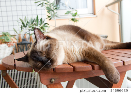 Cat during nap Cat during nap 34696689