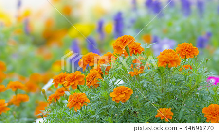 Flower bed flowers STF 16: 9 Flower bed flowers STF 16: 9 34696770