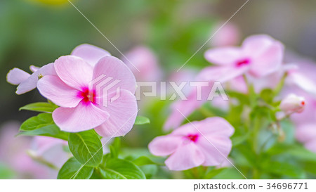 Flower bed flowers STF 16: 9 Flower bed flowers STF 16: 9 34696771