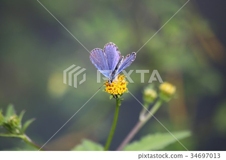 Miyamashijimi蜂窩 34697013