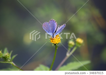 Miyamashijimi蜂窩 34697015