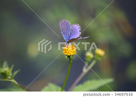 Honeycomb of Miyamashijimi 34697016