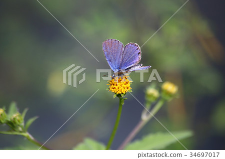 Miyamashijimi蜂窩 Miyamashijimi蜂窩 34697017