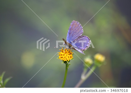 Miyamashijimi蜂窩 Miyamashijimi蜂窩 34697018