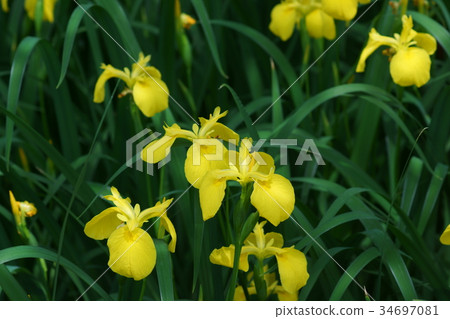 Twilight Kishobu flower language is "news" 34697081