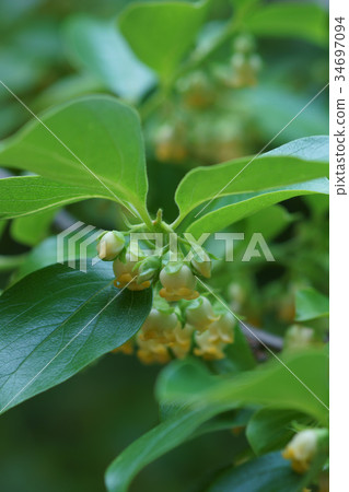 柿樹花語言是“自然美” 34697094