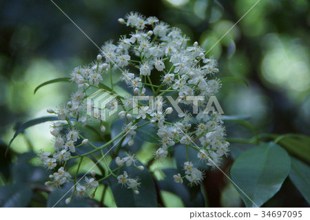 Important point Kanamechi flower language "lively" 34697095