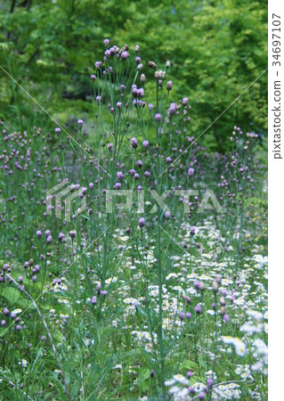 Fox rice fox thistle flower language "I do not like lies" 34697107