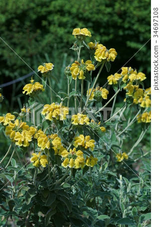 Jerusalem Sage Flower language is "a positive mind" 34697108
