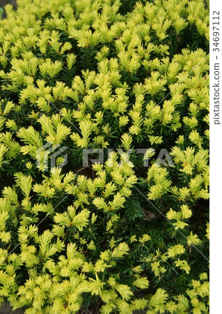 Kimubei Raraki Caraboku Flower language is "the strength" 34697112