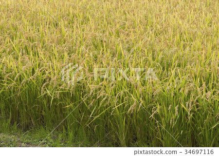 北海道大米 北海道大米 34697116