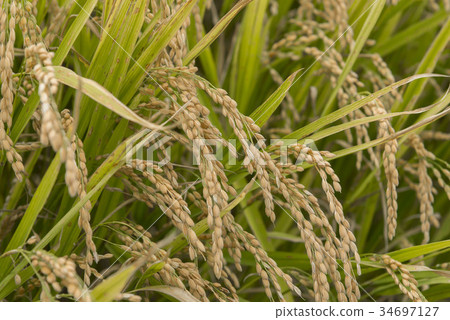 北海道大米 34697127