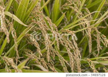 Hokkaido rice 34697128