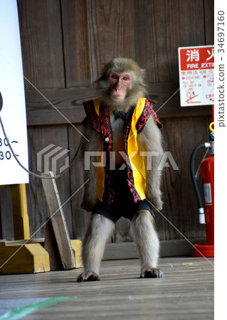 Monkey turning Monkey turning 34697160