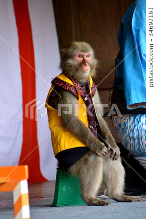Monkey turning Monkey turning 34697161