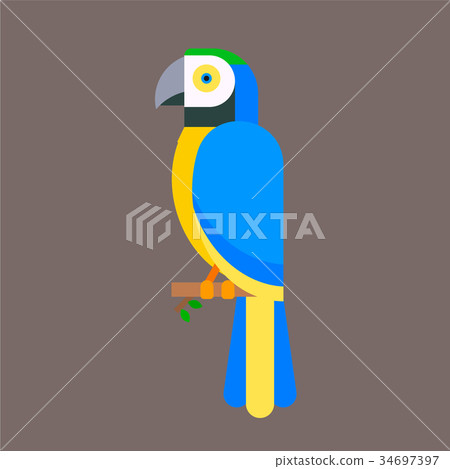 Parrot bird blue breed species animal nature Parrot bird blue breed species animal nature 34697397