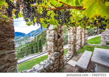 Wine growing at Castello di Avio Trento Italy 34697833