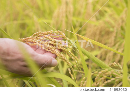 Male hand watching the rice 34698080