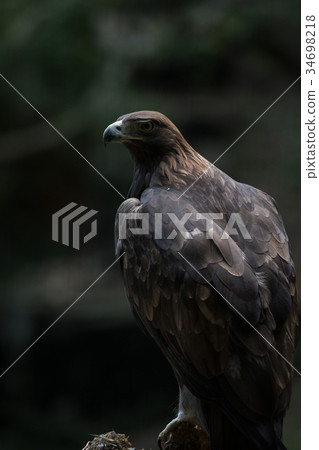 Golden Eagle Japanese Golden Eagle Stock Photo 34698218