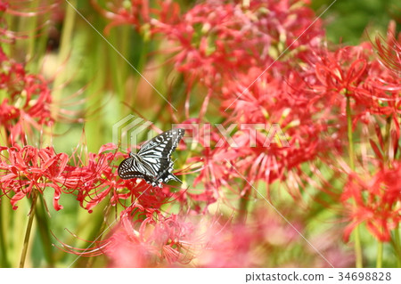 Cluster amaryllis and swallowtail butterfly Cluster amaryllis and swallowtail butterfly 34698828