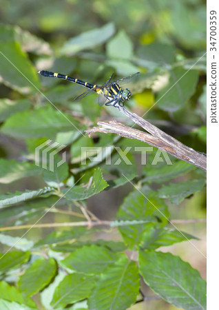 Onagasanae Onagasanae 34700359