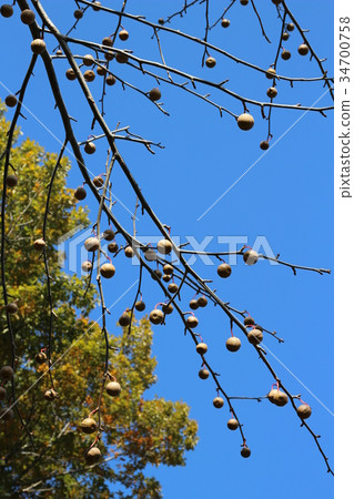 Handkerchief (fruit) 34700758