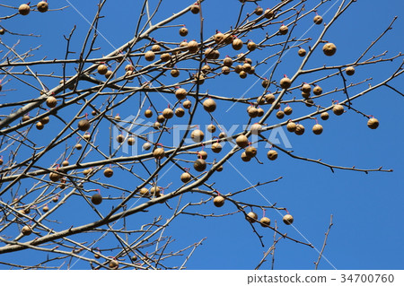 Handkerchief (fruit) 34700760