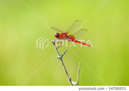 Shoujo dragonfly Shoujo dragonfly 34700855