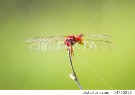 Shoujo dragonfly 34700856