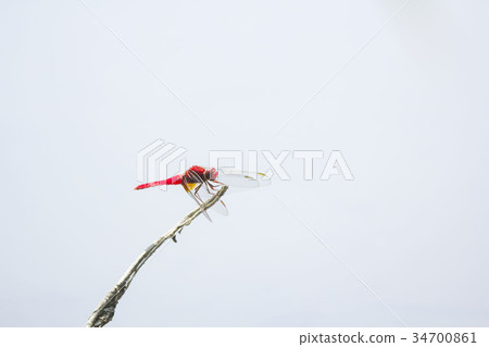 Shoujo dragonfly 34700861