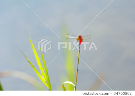 Shoujo dragonfly 34700862