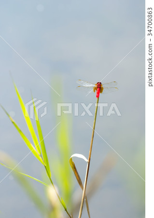 Shoujo dragonfly Shoujo dragonfly 34700863