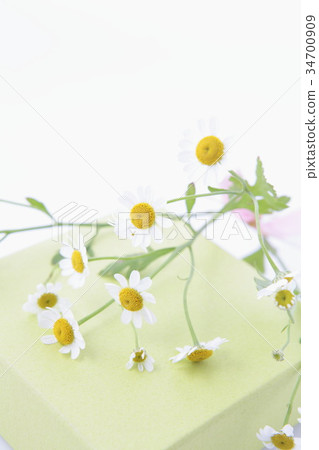 Matricaria and yellow-green box vertical position 34700909