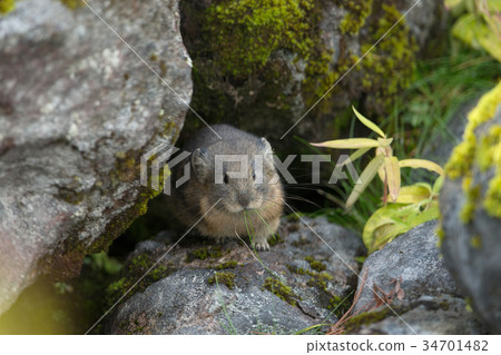 Ezo Paki rabbit Paki rabbit 34701482