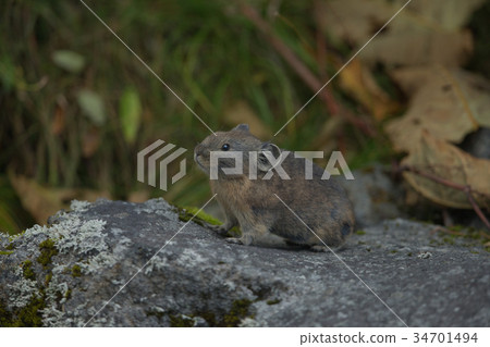 Ezo Paki rabbit Paki rabbit Ezo Paki rabbit Paki rabbit 34701494