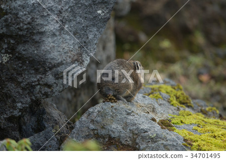 Ezo Paki rabbit Paki rabbit 34701495