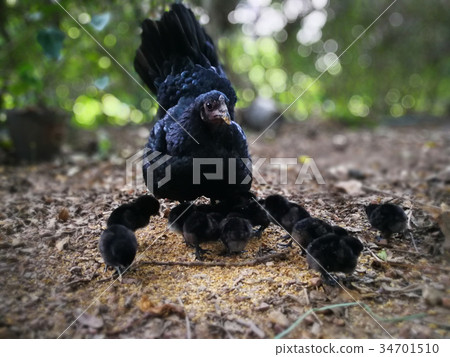The hen brings the baby to eat. 34701510