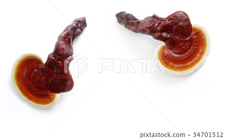 Red ganoderma on white background Red ganoderma on white background 34701512