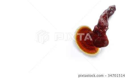 Red ganoderma on white background Red ganoderma on white background 34701514