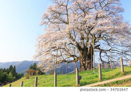 Cherry blossoms-Estimated 1000 years of cherry blossoms- Cherry blossoms-Estimated 1000 years of cherry blossoms- 34701647