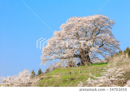 Cherry blossoms-Estimated 1000 years of cherry blossoms- 34701650