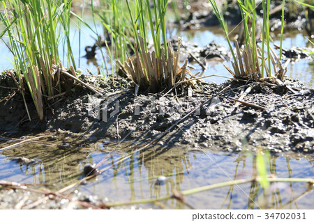 One month after harvesting rice 34702031