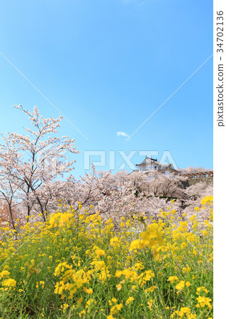 Tsuyama Castle-Spring鼓舞人心的櫻花和油菜花 34702136