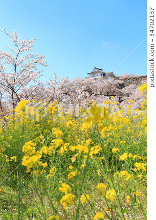 Tsuyama Castle-Spring鼓舞人心的櫻花和油菜花 Tsuyama Castle-Spring鼓舞人心的櫻花和油菜花 34702137