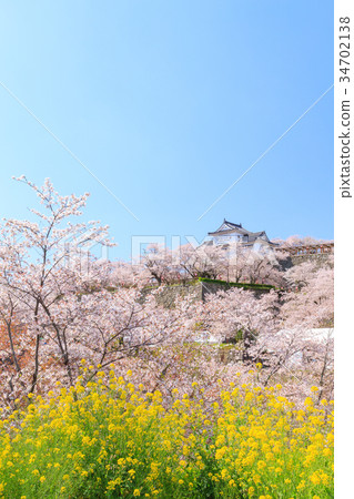 Tsuyama Castle-Spring鼓舞人心的櫻花和油菜花 34702138