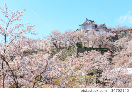 Tsuyama Castle-Spring enchanting cherry blossoms- 34702140
